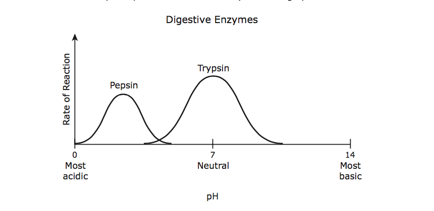Biomolecules, Enzymes, Digestive System - Quiz